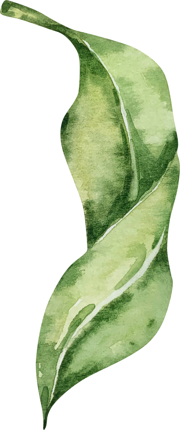 Watercolor green leaf of lemon tree